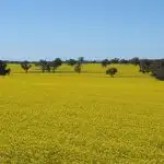 canola