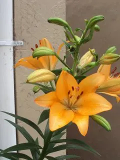 Orange Iris